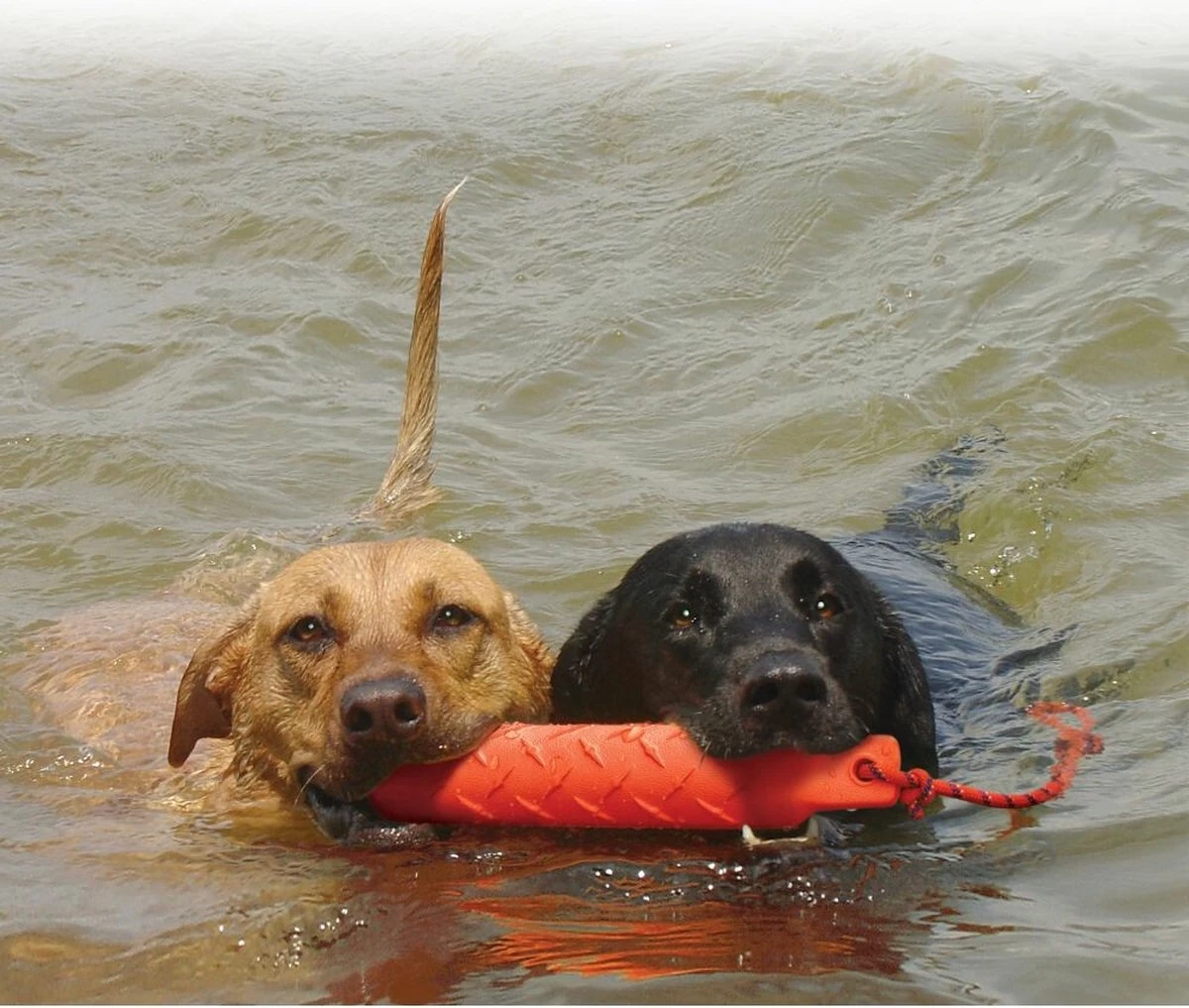 Kong Training Du Mmy XL - Kauwspeelgoed - 354 Mm X 77 Mm X 64 Mm - Oranje - Afbeelding 2