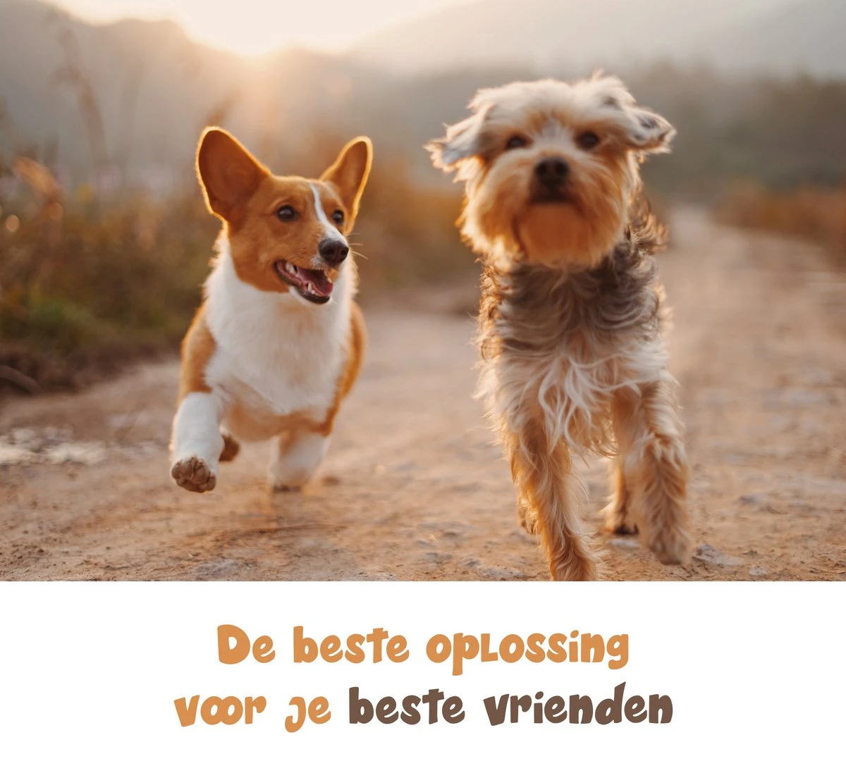 Dubbele Honden Riem – Leiband Hond – Hondenlijn – Looplijn Hond – 2 Honden – 3 Meter – Tot 12kg Per Hond – Reflecterende Lijnen – Met Zaklamp – 360° Draaien – Verstelbaar - Navy Blauw - Afbeelding 7