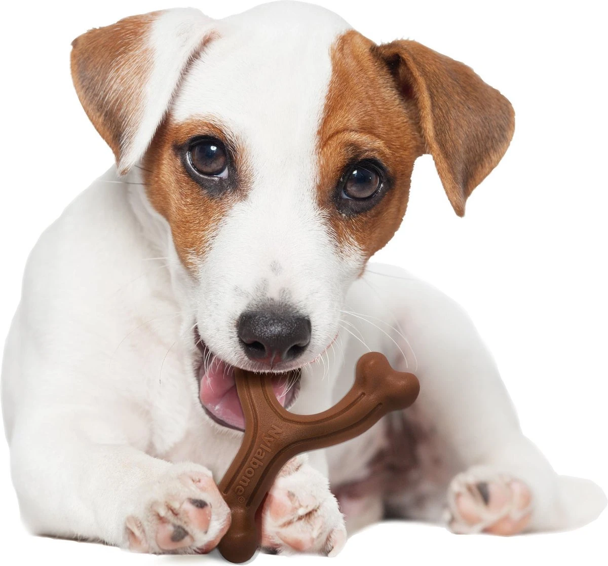 Nylabone Extreme Kauwbot Vorkbeen - Voor De Krachtigste Kauwers - Bizon Of Kipsmaak - S/M/L - Smaak: Bizon, Maat: Large - Afbeelding 5