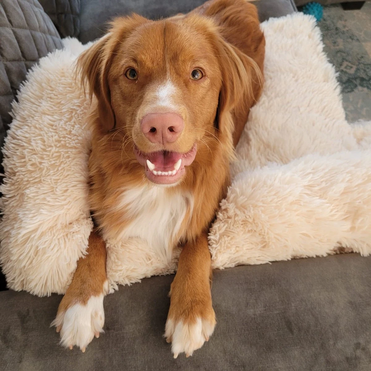 Origineel Hondendeken Voor Bank M – Hondenkleed Fluffy – Pluche Hondenbed - Hondenmand Premium - Volledig Afritsbaar - Beige - Afbeelding 6