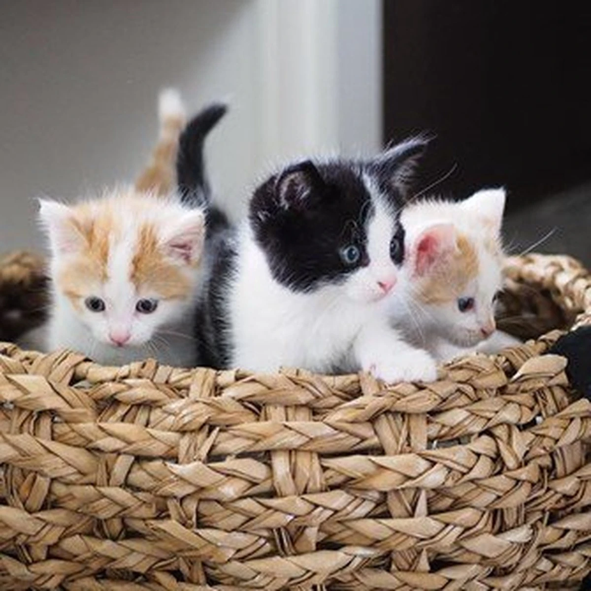 District 70 COCOON - Luxe Hondenmand Van Duurzaam Hoogwaardig Riet Met Zacht Kussen - Maten S/M/L - Large - Afbeelding 10