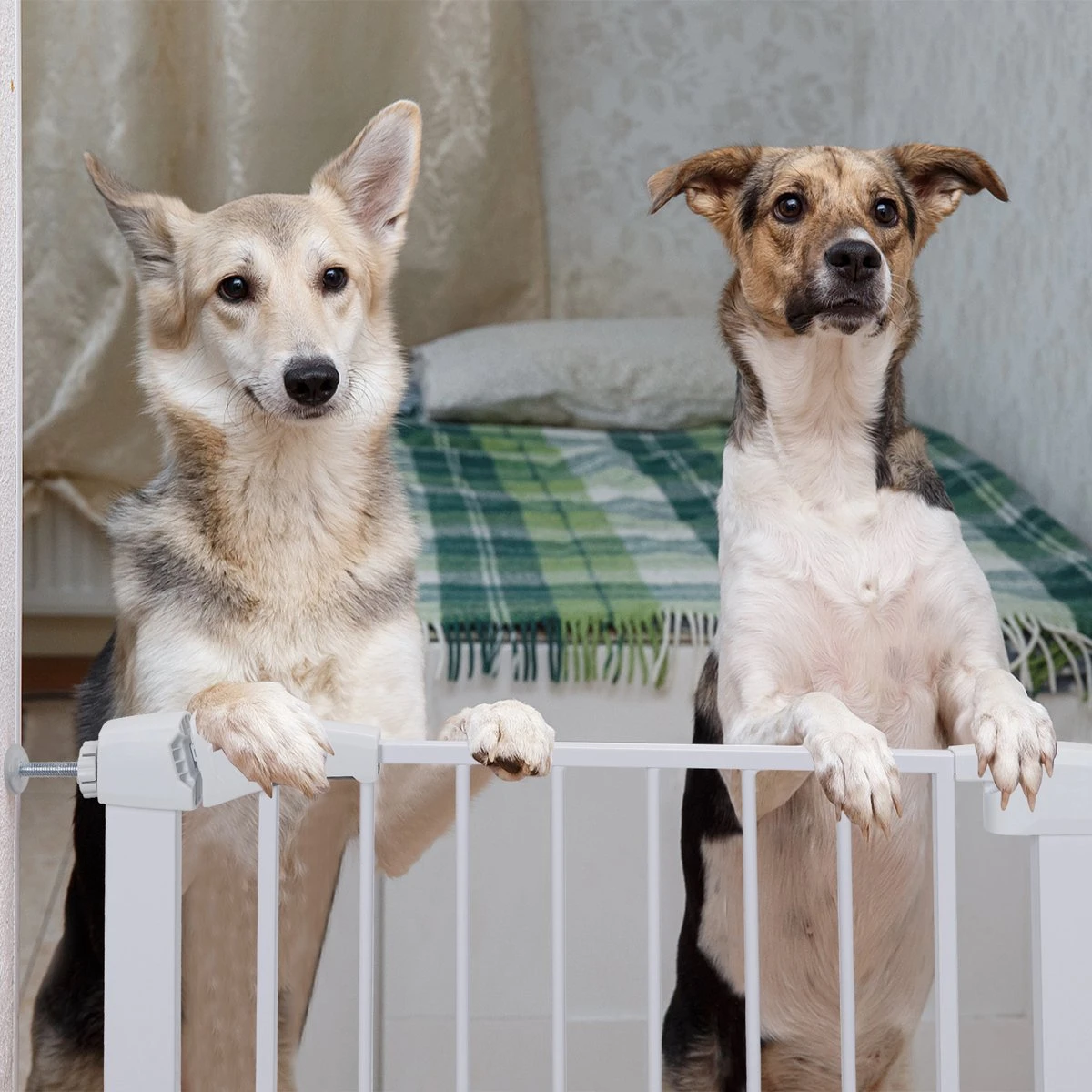 Nobleza 47B4V - Hondenhek - Metaal - H76 X L75-82 Cm - Wit - Afbeelding 6