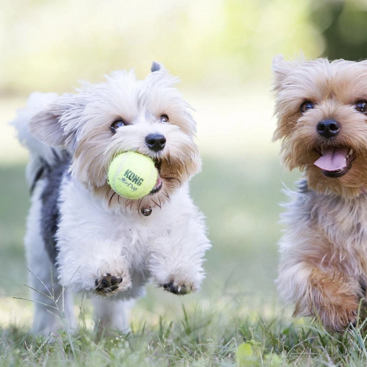 Kong Air Squacker Tennisbal - Hondenspeelgoed - Geel - M - Ø7,1 Cm - Afbeelding 3