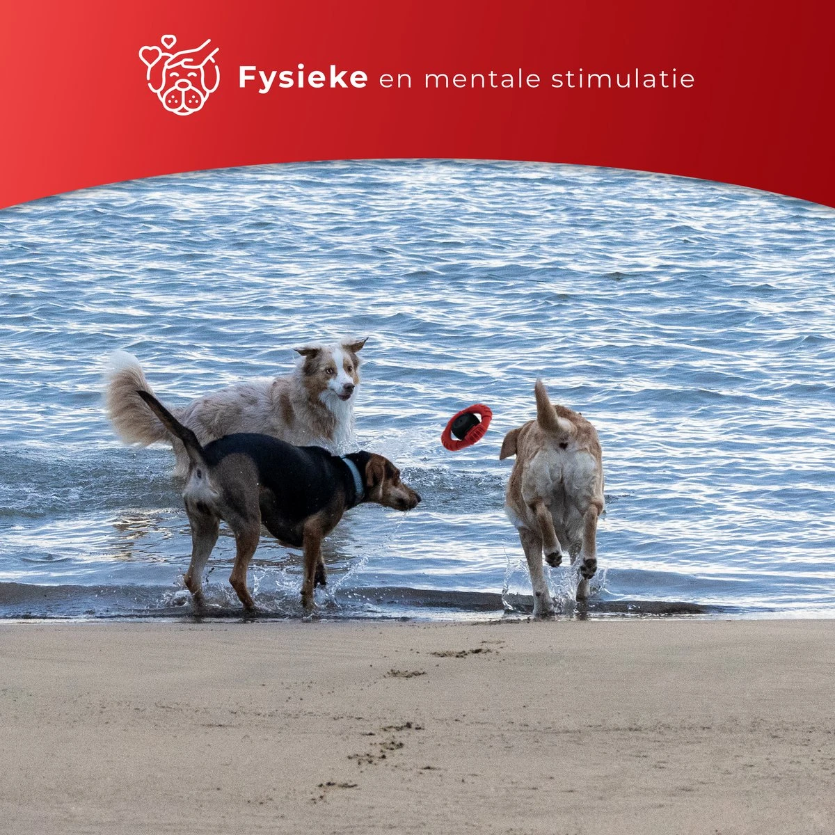 Kauwbot Stuurwiel 2.0 Extra Sterk Melk Geur Smaak En Piep Honden Speelgoed - Kauwspeelgoed Bot Hond - Dutchwide - Afbeelding 6