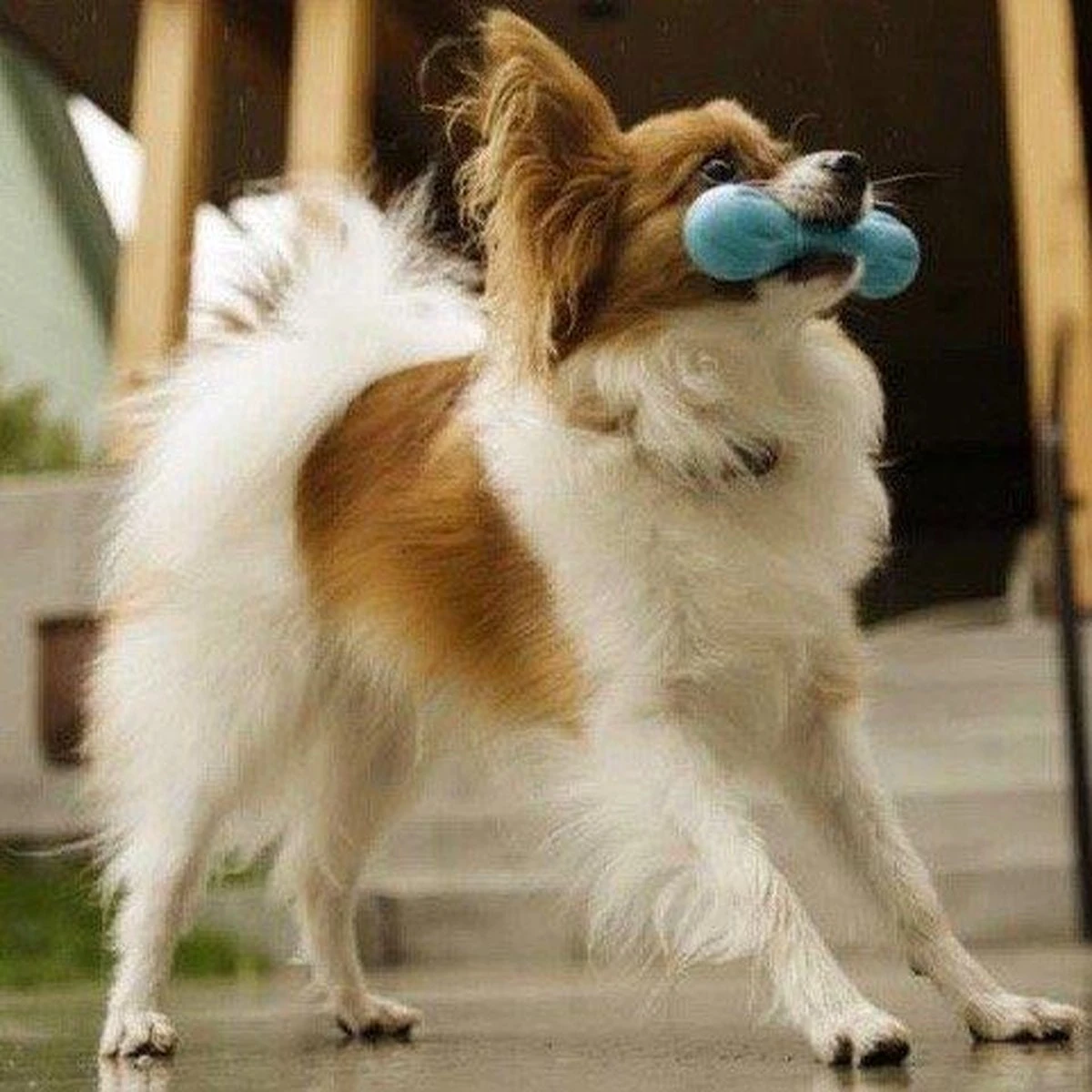 West Paw Zogoflex Hurley - Super Sterk Kauwbot Voor Honden - Kleur: Blauw, Maat: Large - Afbeelding 10