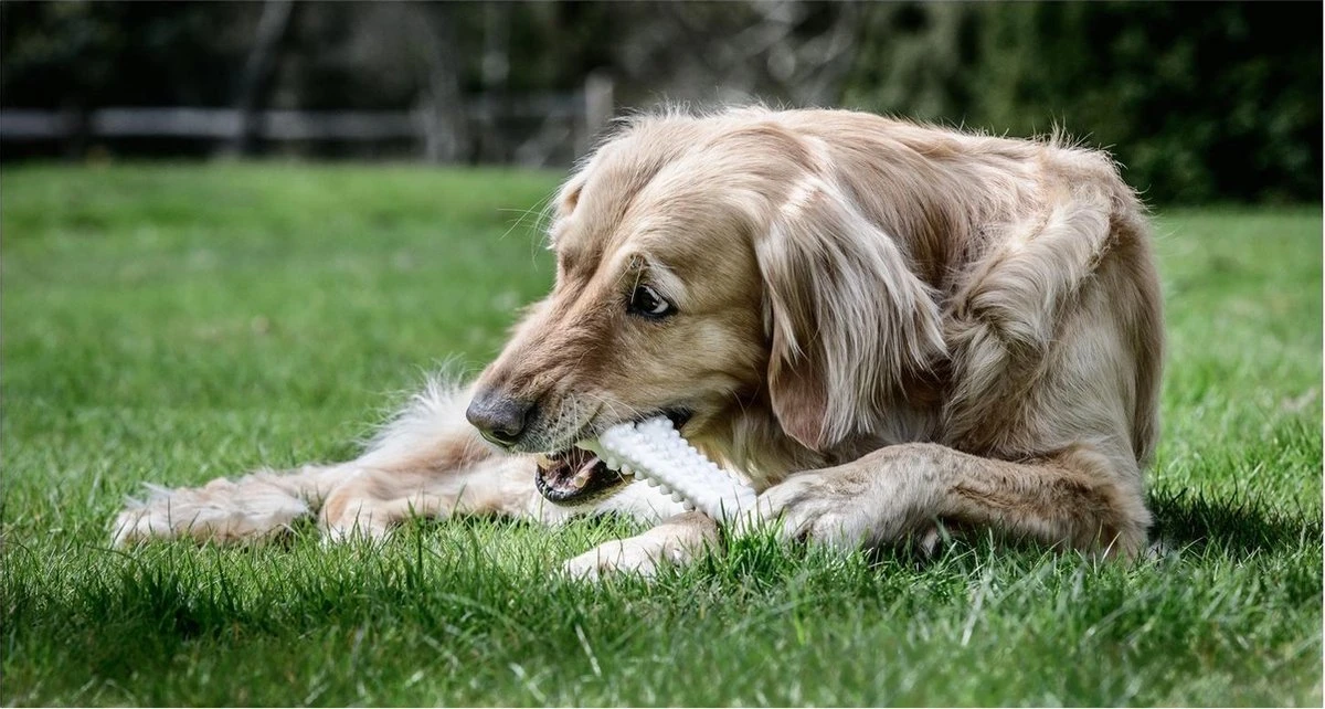Nylabone Harde Bijters Kluif - Kip - Voor Honden Tot 30 Kg - Afbeelding 2