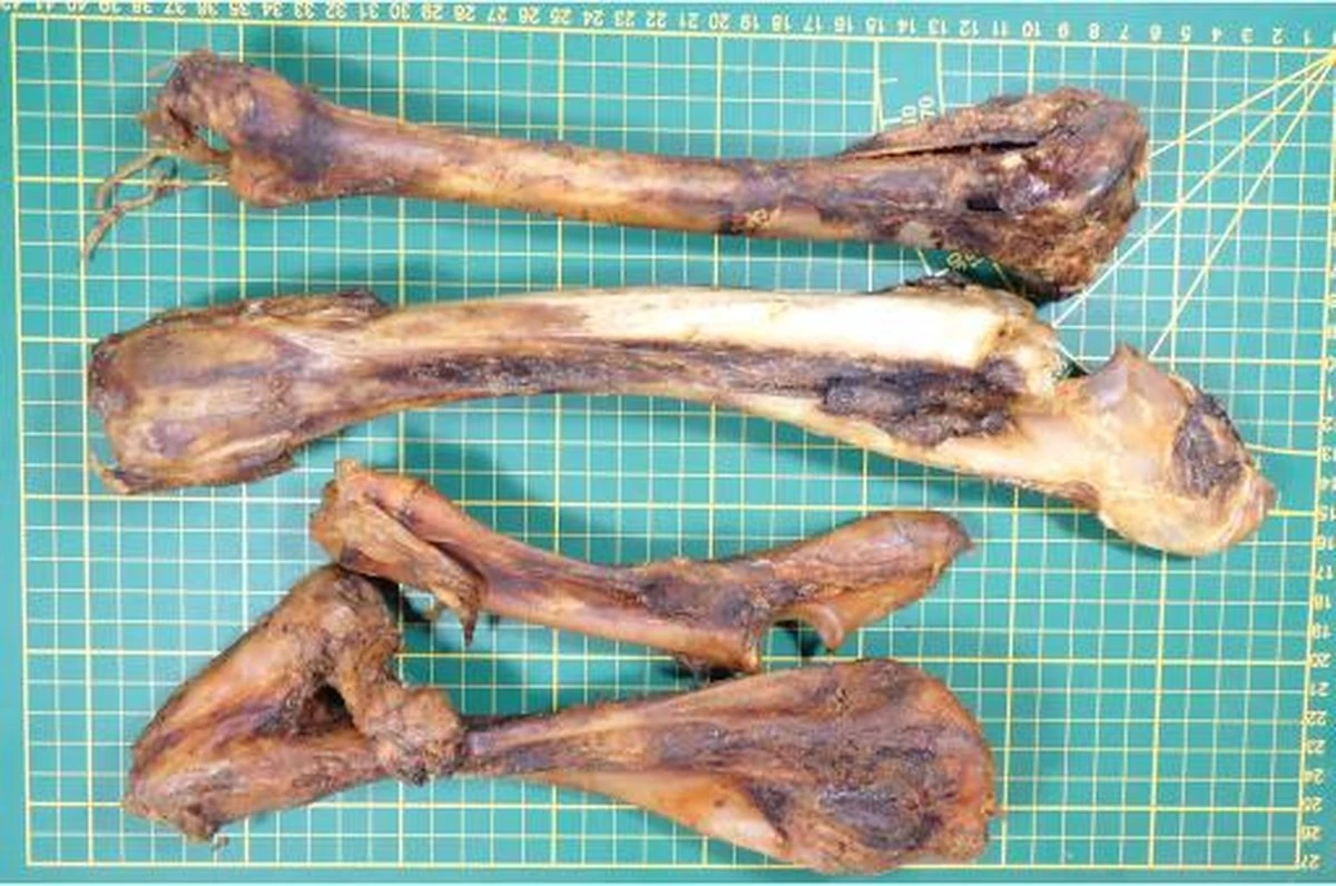 Hertenbotten - Hondensnacks Gedroogd - Kauwbotten Hond - 1000 Gr - Afbeelding 2