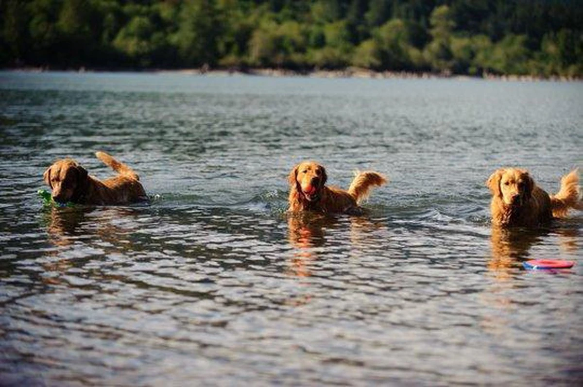 Chuckit! Chuckit Ultra Ball - XXL - 11 Cm - Afbeelding 3