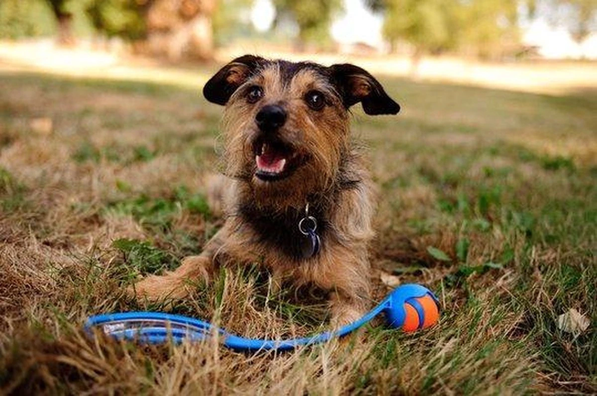 Chuckit! Chuckit Ultra Ball - XXL - 11 Cm - Afbeelding 11