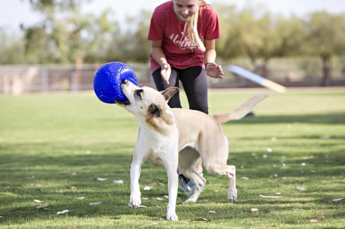 Jolly Pets Jolly Soccer Ball – Hondenspeelgoed – Hondenspeeltjes Voor Binnen En Buiten – Hondenbal Voor Honden – Hondenvoetbal – Jollyflex Stevig Kunststof – Drijvend Hondenspeeltje – Ø20cm – Licht Blauw - Afbeelding 3