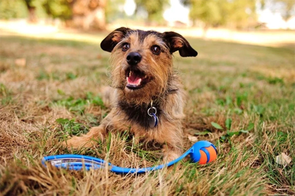 Chuckit! Ultra Ball M – Honden Speelgoed – Hondenbal– Drijft Op Water – Stuitert – Veilig Voor Gebit – Honden Bal – Ideaal Met De Ballenwerper – Ø 6cm – Oranje/Blauw – Hondenspeeltjes– 4-Pack - Afbeelding 4