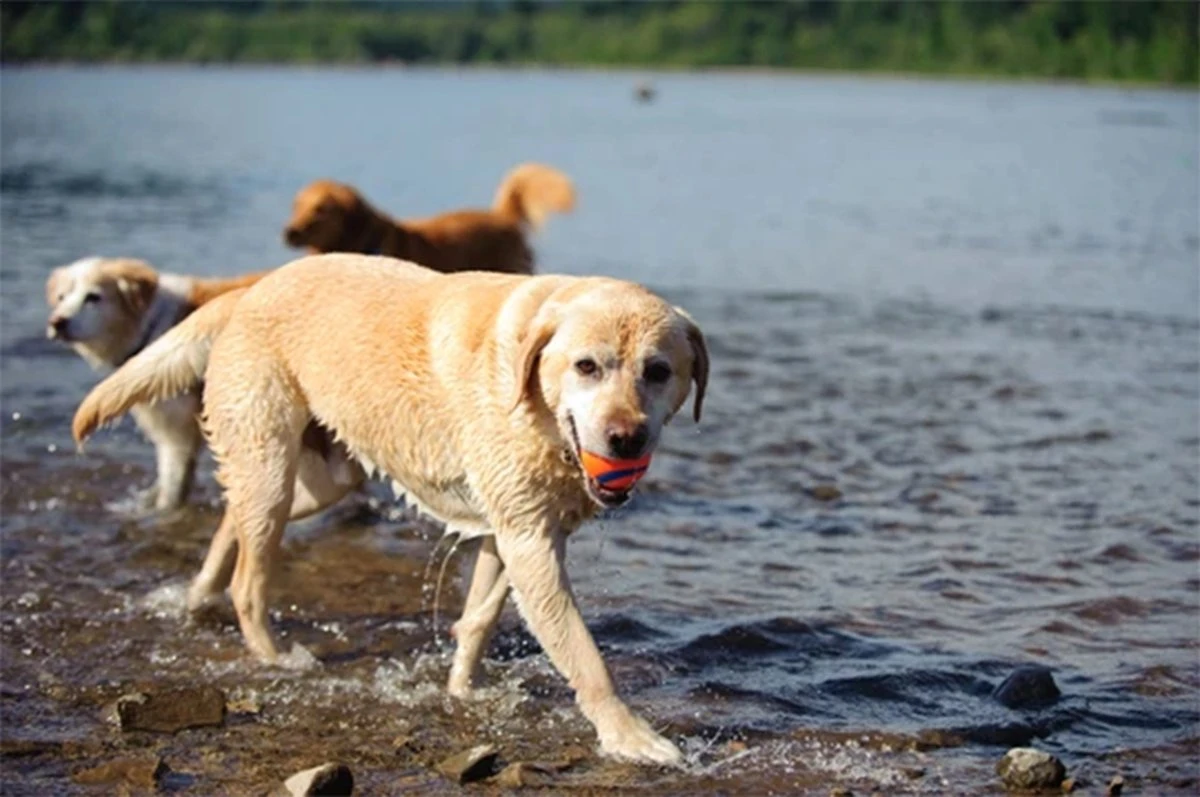 Chuckit! Ultra Ball M – Honden Speelgoed – Hondenbal– Drijft Op Water – Stuitert – Veilig Voor Gebit – Honden Bal – Ideaal Met De Ballenwerper – Ø 6cm – Oranje/Blauw – Hondenspeeltjes– 4-Pack - Afbeelding 6