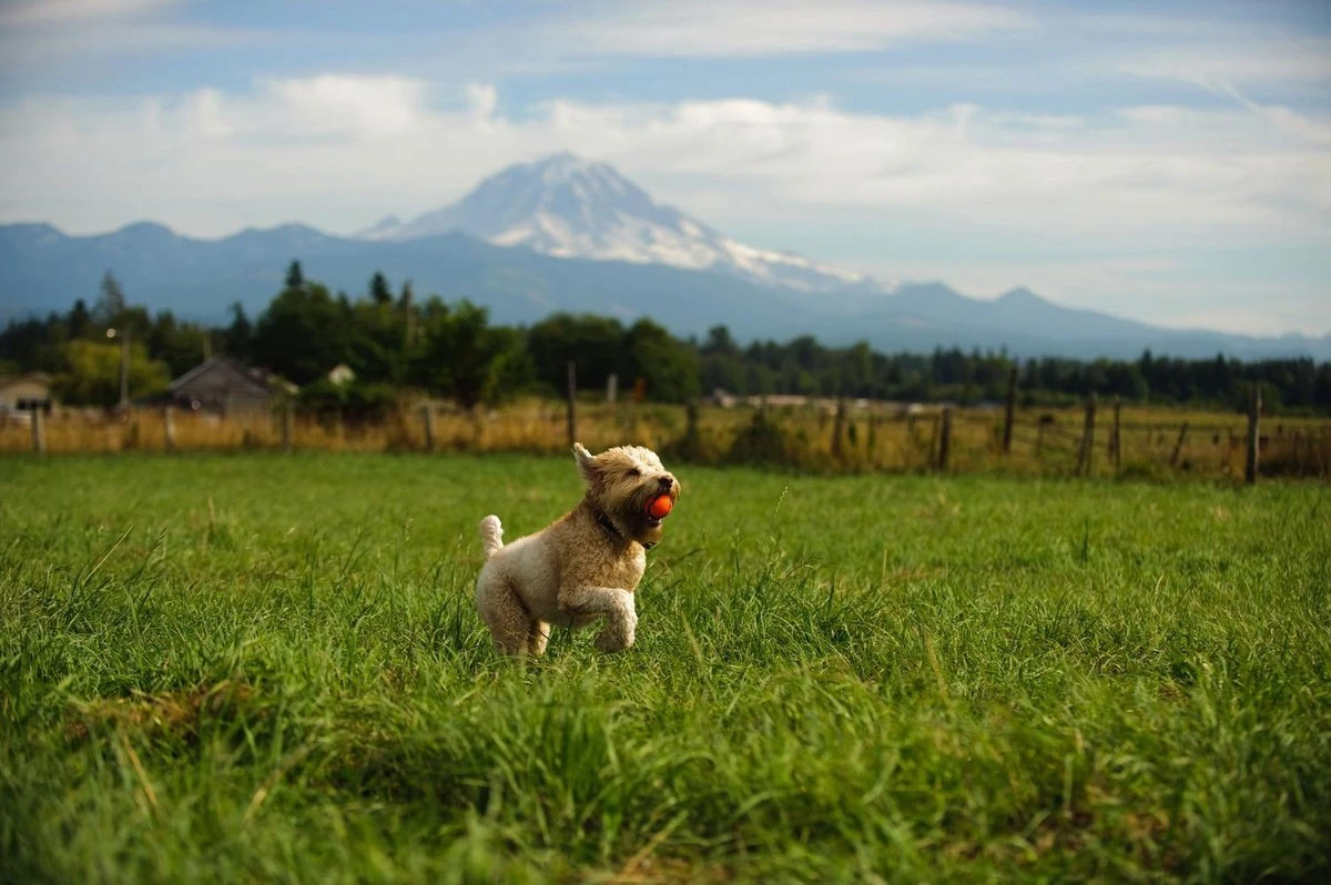 Chuckit! Chuckit Ultra Ball - XXL - 11 Cm - Afbeelding 2