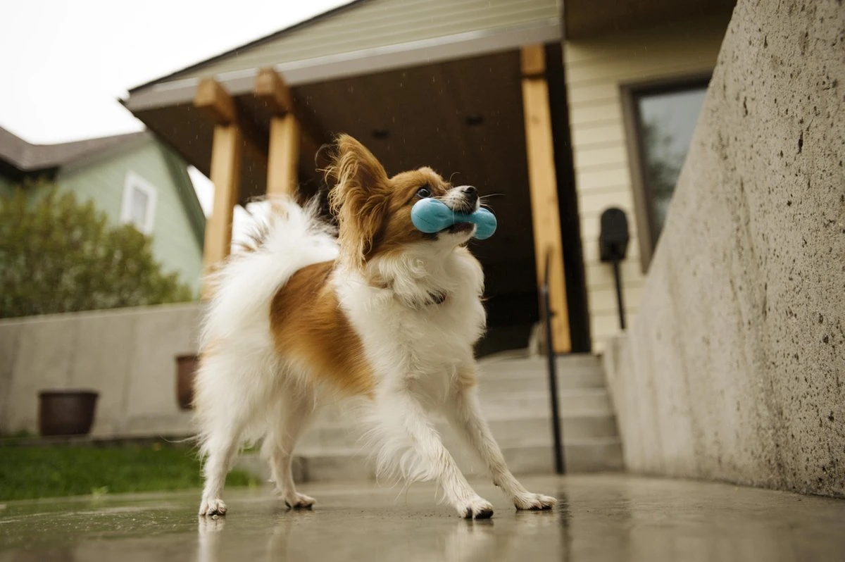 West Paw Zogoflex Hurley - Super Sterk Kauwbot Voor Honden - Kleur: Blauw, Maat: Large - Afbeelding 3