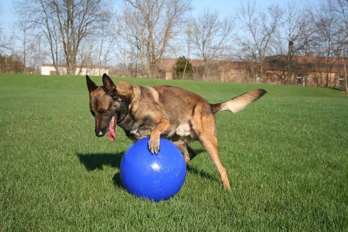 Jolly Ball Push-n Play – Mega Sterke En Duurzame Honden Speelbal – Uitermate Geschikt Voor Wilde Honden - Bijtbestendig - Polyethyleen - Blauw - Ø 15 Cm - Afbeelding 2