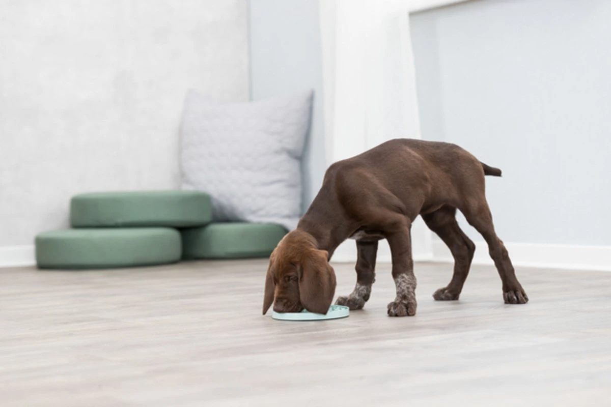 Trixie Junior Likplaat Mintgroen - 21X21 CM - Afbeelding 2