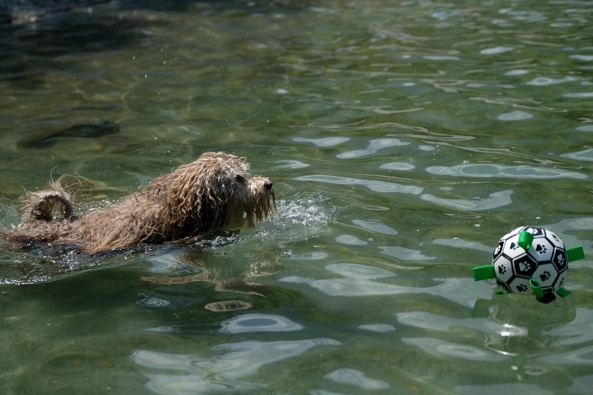 Honden Speelgoed Bal Voetbal Extra Sterk Met Handvaten Ball Hondenbal - 15 Cm - Dutchwide - Afbeelding 11
