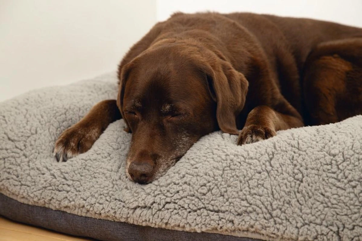 Beeztees Ruba - Orthopedisch Hondenkussen - Grijs - 100x70cm - Afbeelding 2