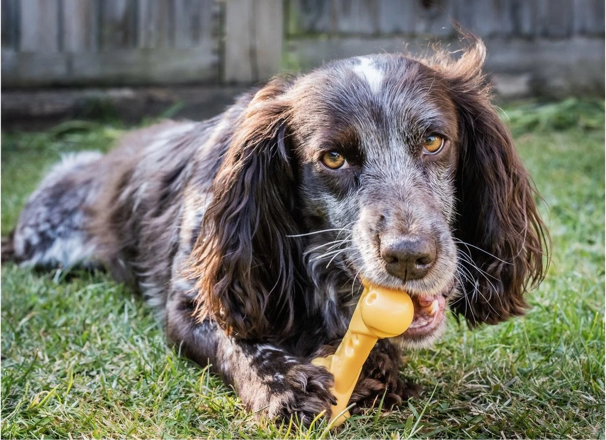 Nylabone Durable Cheese Bone - M - Afbeelding 2