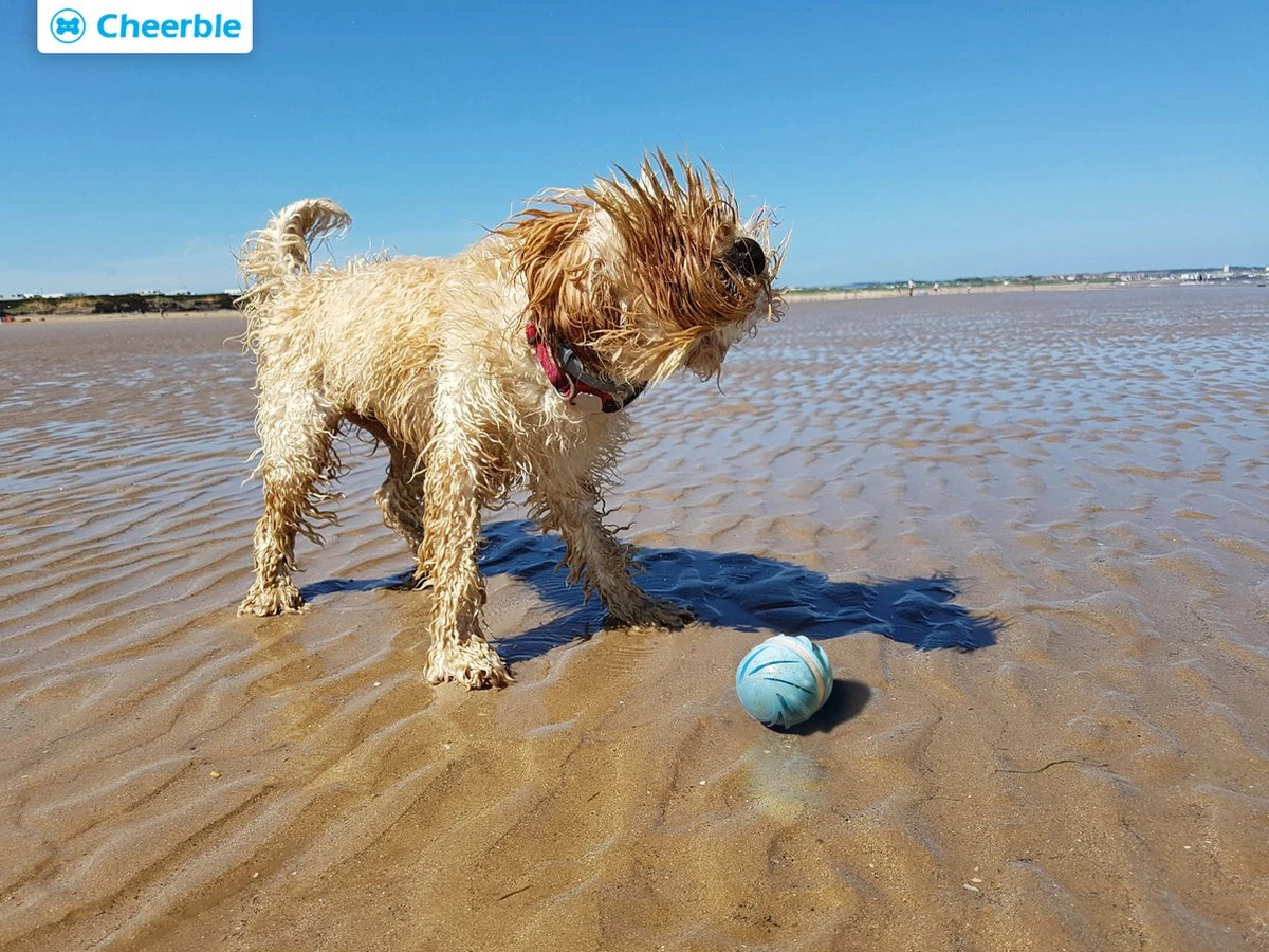 Cheerble Wicked Ball W1| Geel| Zelf Rollende Bal Voor Honden | 3 Automatische Speelmodi | Interactief En Intelligentie Hondenspeelgoed | Hondenspeeltje| USB Oplaadbaar - Afbeelding 5