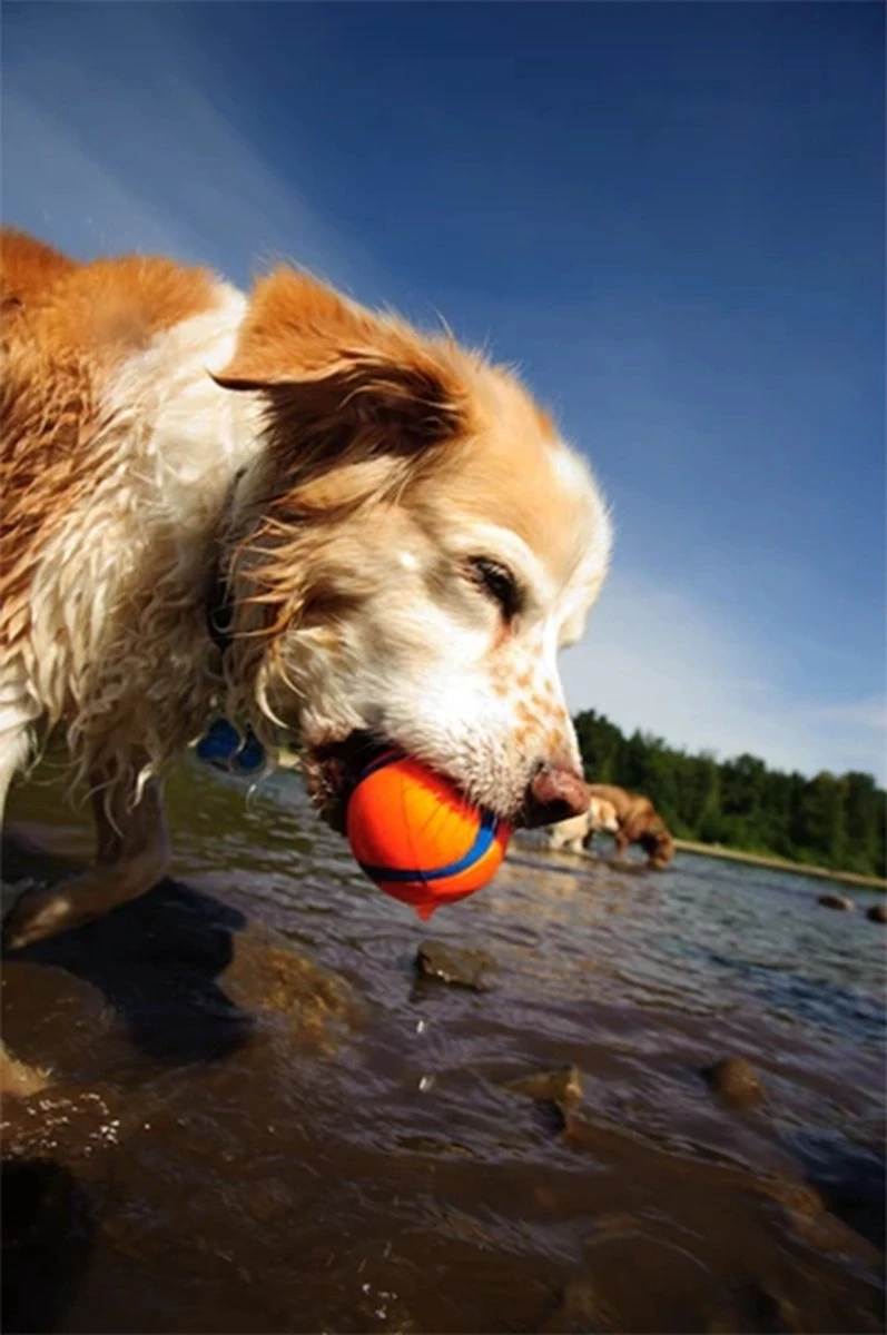 Chuckit! Ultra Ball M – Honden Speelgoed – Hondenbal– Drijft Op Water – Stuitert – Veilig Voor Gebit – Honden Bal – Ideaal Met De Ballenwerper – Ø 6cm – Oranje/Blauw – Hondenspeeltjes– 4-Pack - Afbeelding 3