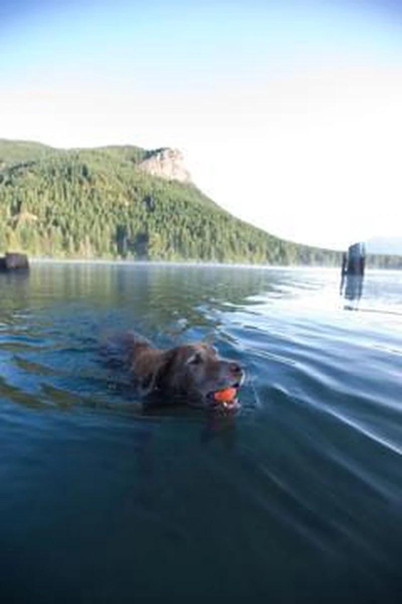 Chuckit! Chuckit Ultra Ball - XXL - 11 Cm - Afbeelding 13