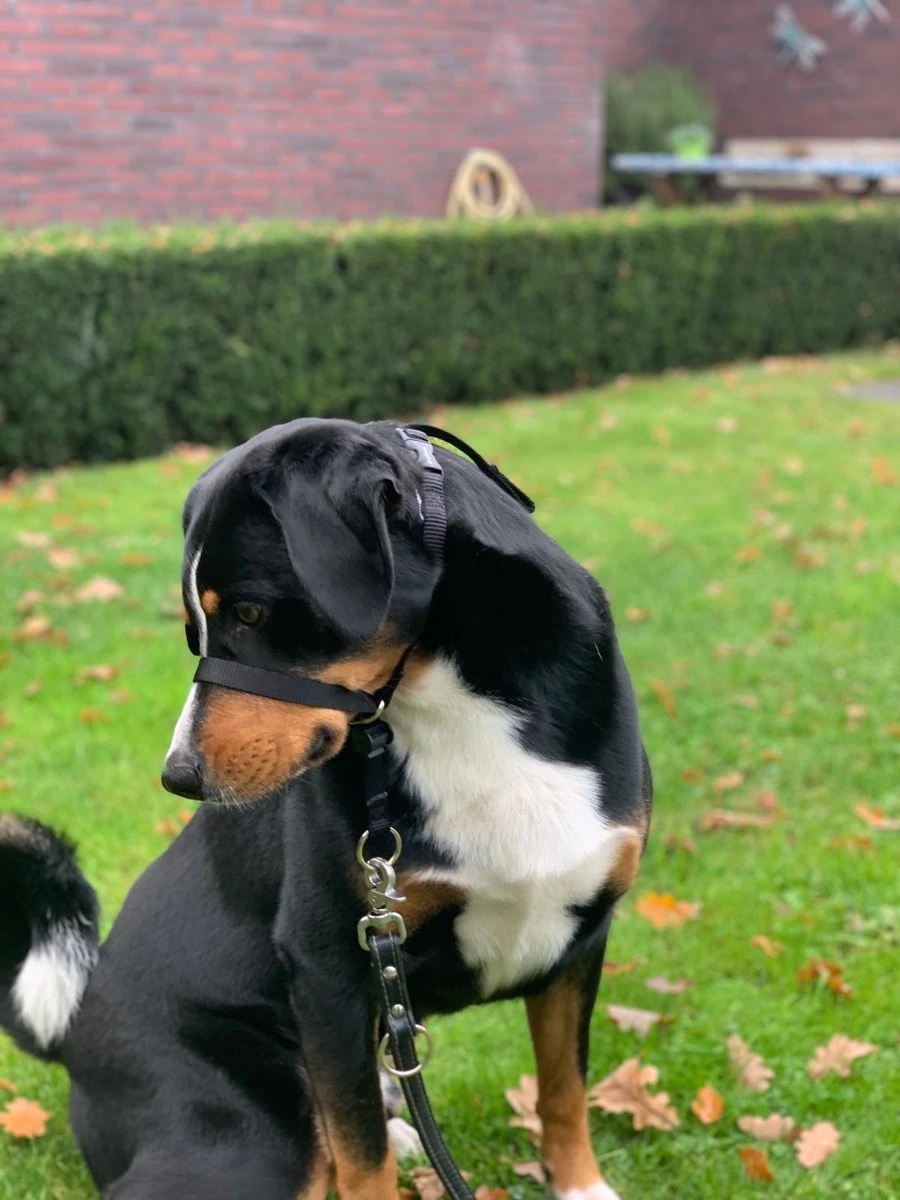 Gentle Leader Hoofdhalster Medium Zwart Beaphar - Afbeelding 4