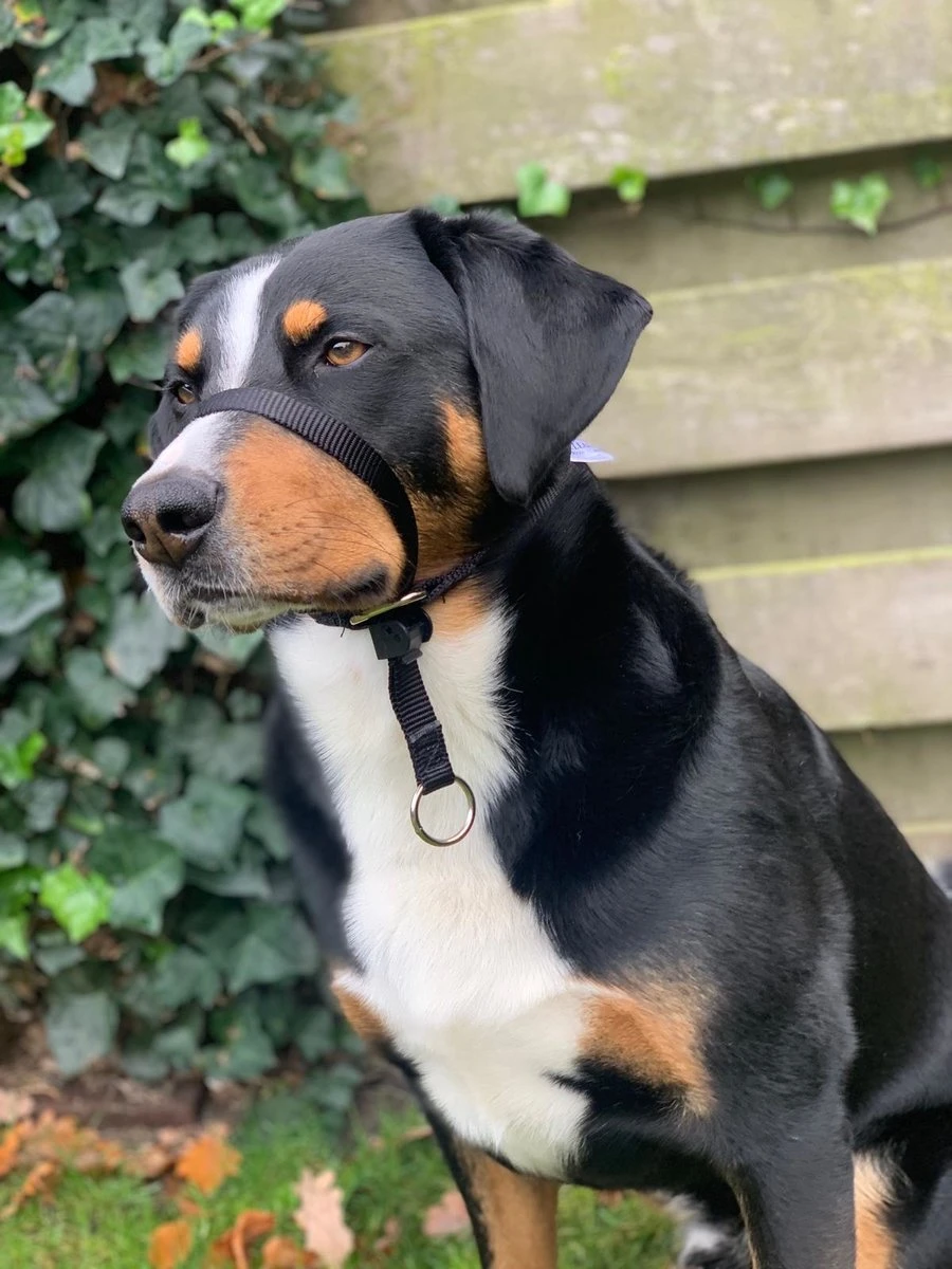 Gentle Leader Hoofdhalster Medium Zwart Beaphar - Afbeelding 5