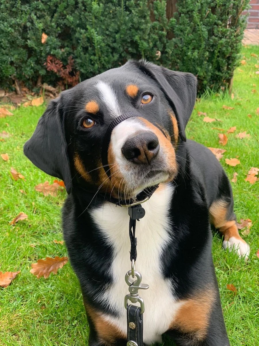 Gentle Leader Hoofdhalster Medium Zwart Beaphar - Afbeelding 6