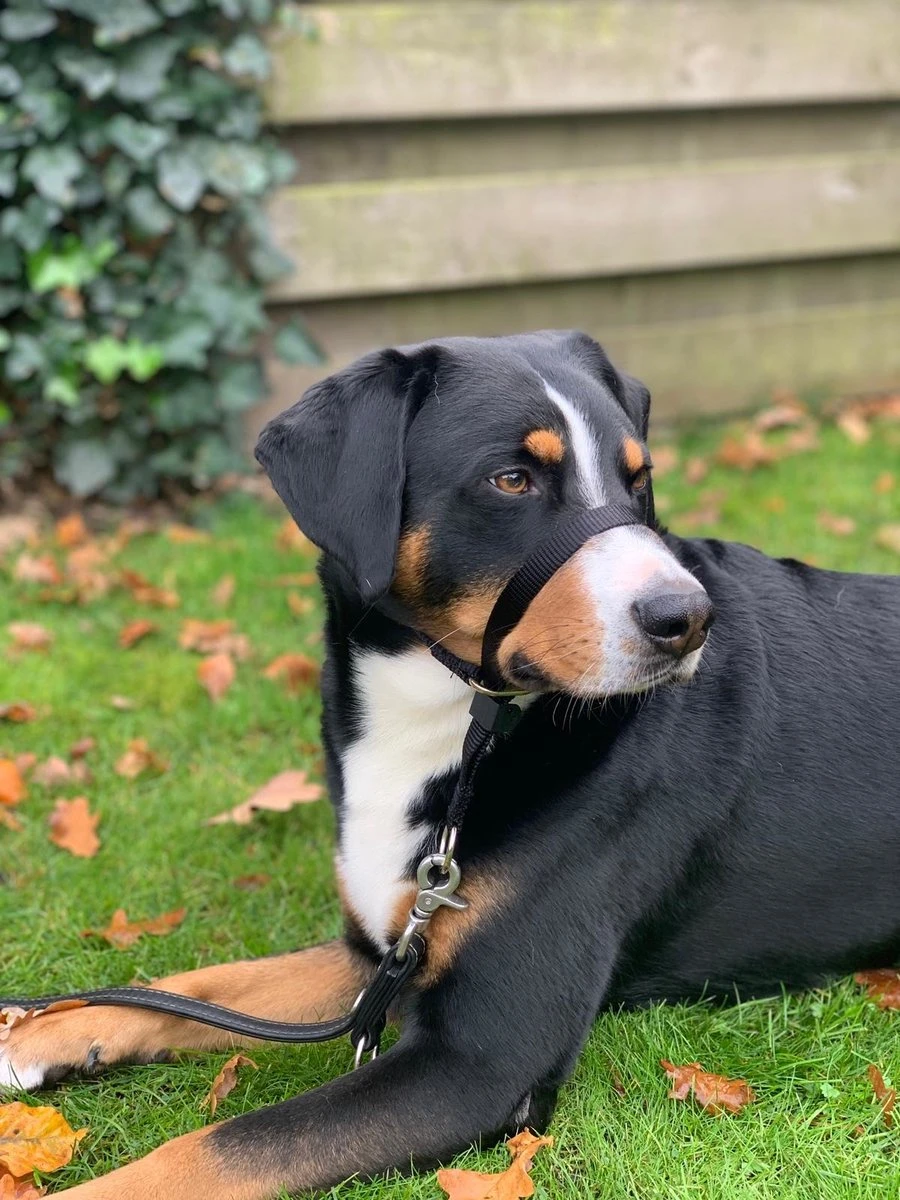 Gentle Leader Hoofdhalster Medium Zwart Beaphar - Afbeelding 7